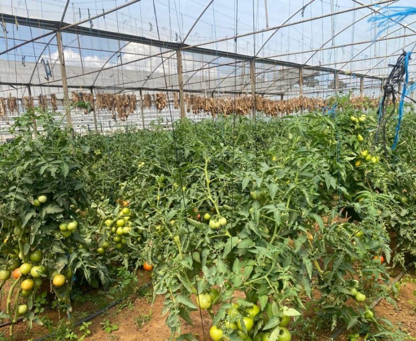 Gauteng to focus on growing and supporting agricultural students